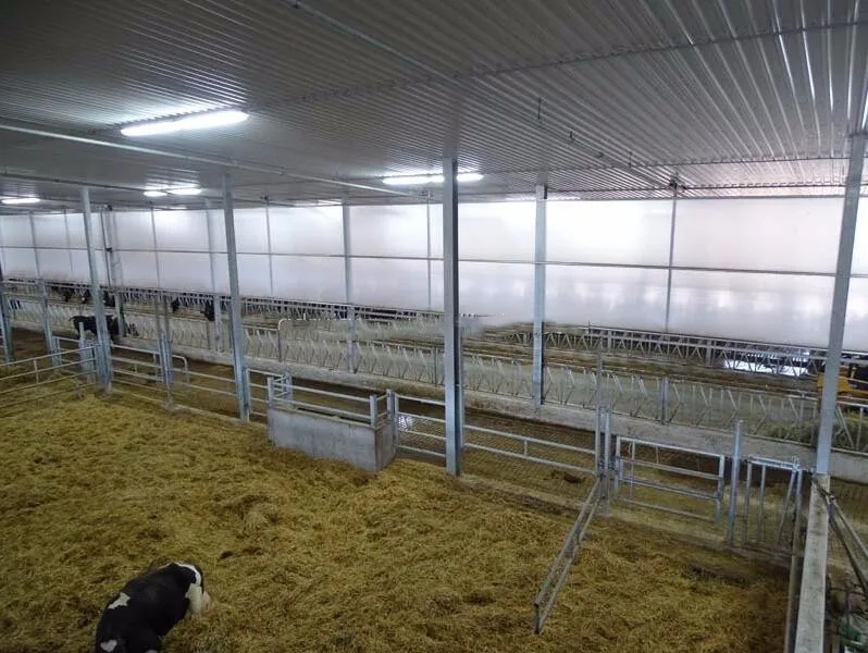 Prefabricated Low Cost Light Steel Frame Construction Cow Shed Farm ...